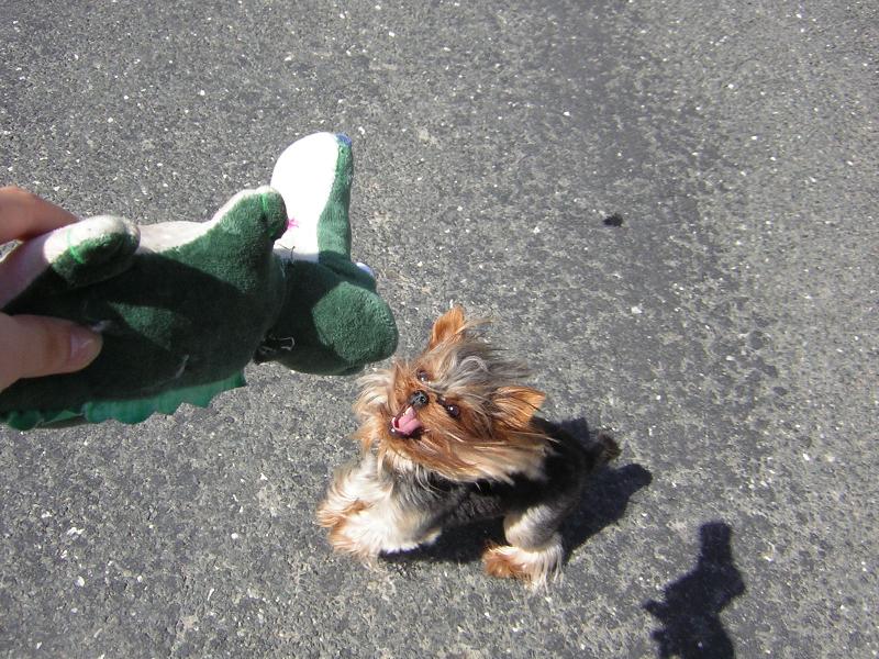 Foto: Hooohou,krokodýýýýl