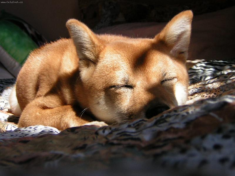 Foto: spinkající slečna sluníčková