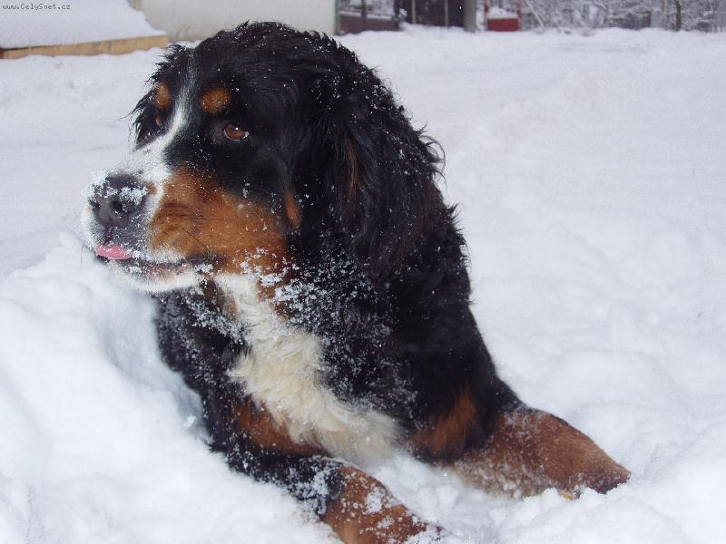 Foto: zasněžené sluníčko