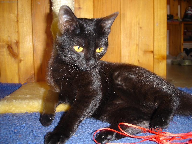 Foto: Cica-malý lump