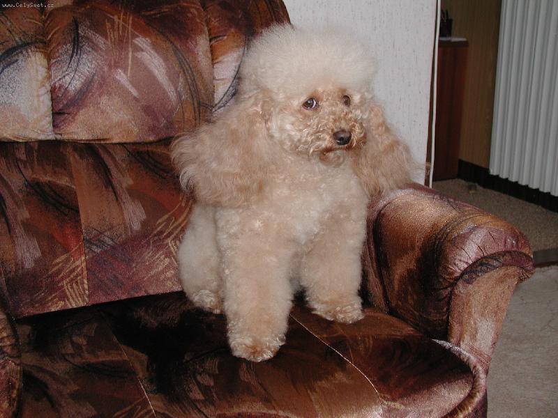 Foto: Zakoušek-"To jsem krásně učesaná viď?"