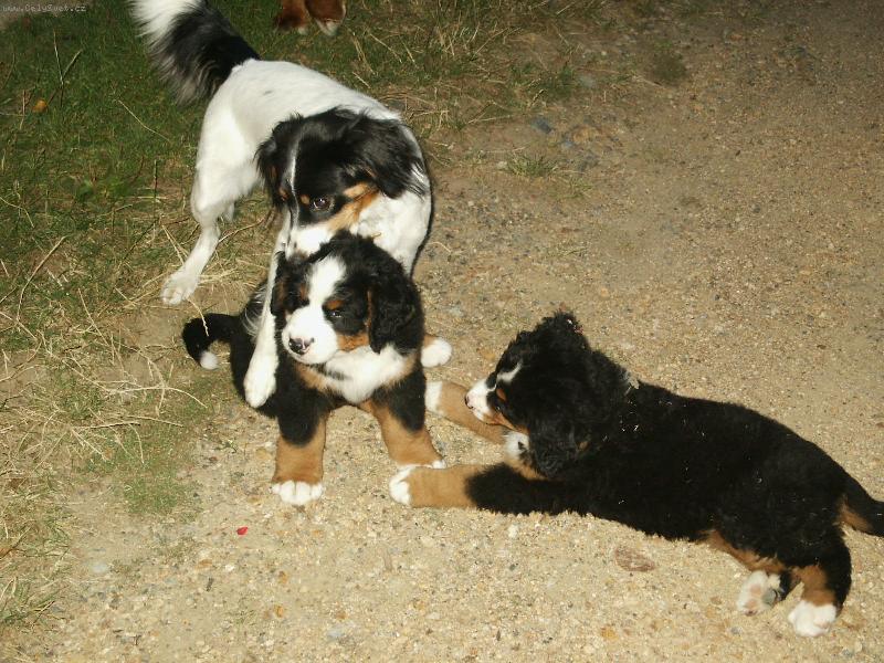 Foto: čumáčci s tetičkou...