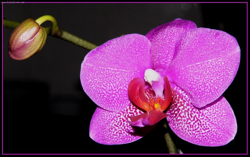 Foto: Božská orchidej