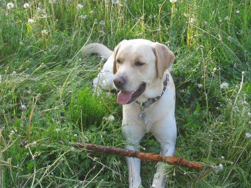 Foto: Gerbi-přemýšlím...