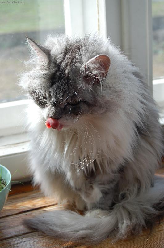 Foto: "Mňam"-Mášenka dostala kousek buchty, kterou velmi miluje.