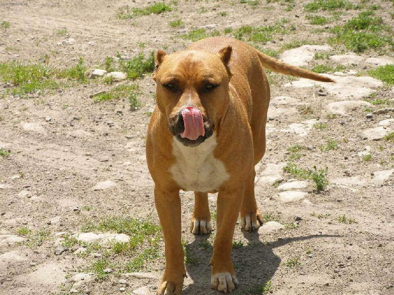 Foto: Dlouhý jazýček