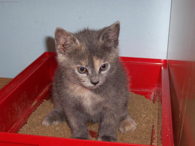 Foto: Bettynka-Bettynka sedí na záchodě