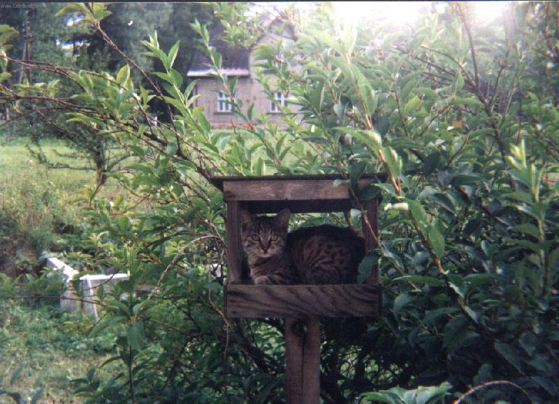 Foto: Mourečka-V létě je toto místo moje!