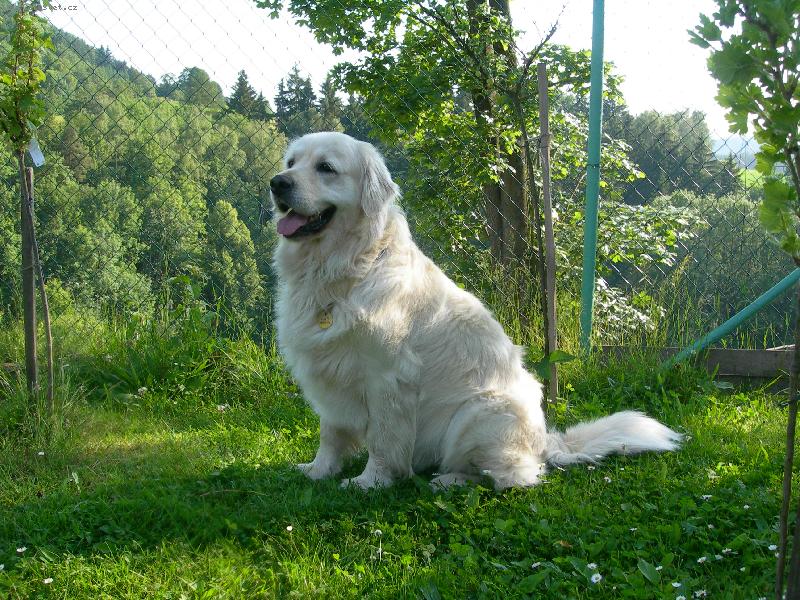 Foto: Goldy Dasty-Koukám, hlídám, dávám pozor, můj dům je můj hrad!