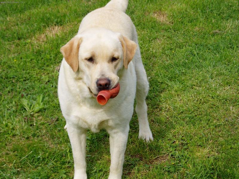 Foto: Nemá ráda prázdnou tlamku