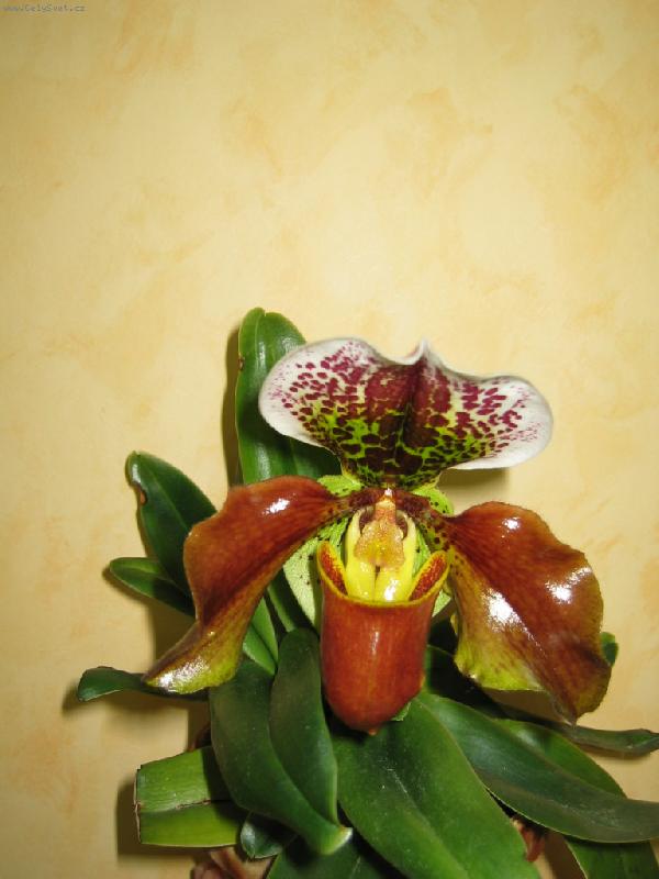 Foto: JEDNA Z MAMINĆINÝCH ORCHIEJEK-paphiopedilum