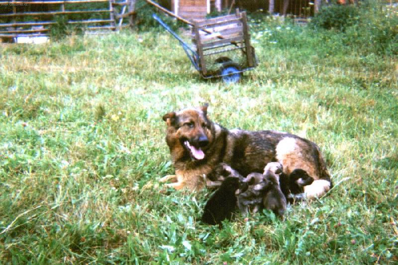 Foto: Wells-Správný otec