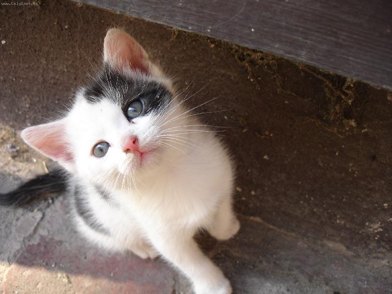 Foto: prosebné oči