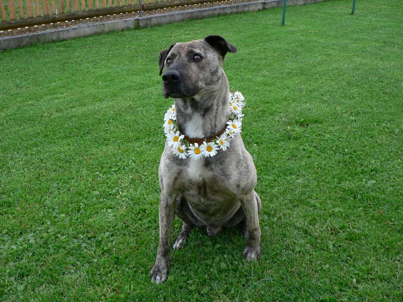 Foto: Stylový obojek pro pejska-Když chce pes vypadat dobře pořiďte mu hezký obojek.