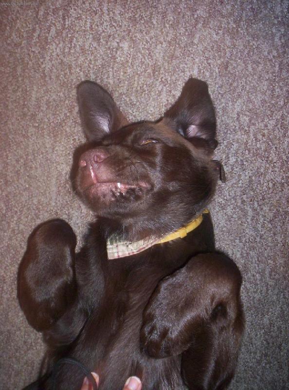 Foto: Peggy1-Takhle je mi nejlíp.......jen si možná myslíte, že jsem netopýr, ale kdepak, jsem labradorskýá retriever.:-)