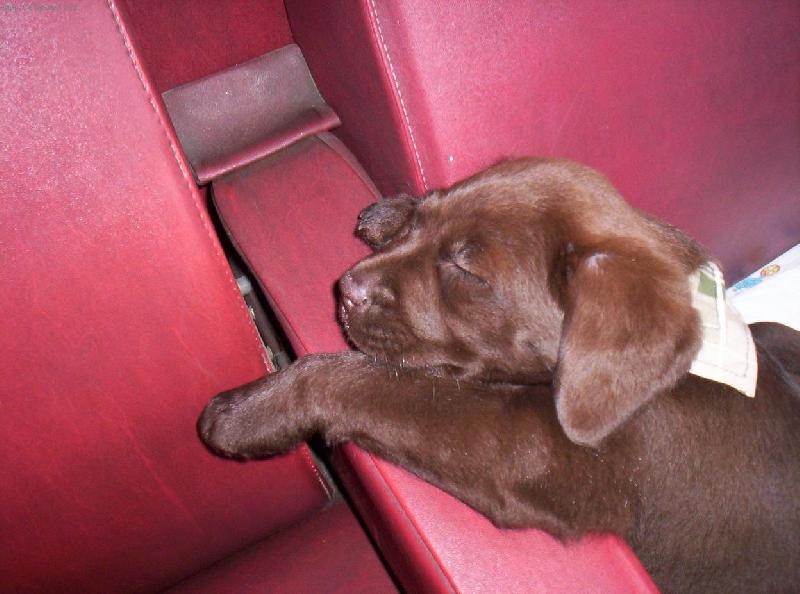 Foto: České dráhy, to je ono!!!!!-No, Student Agency to sice není, ale já si ten odpočinek zasloužím.