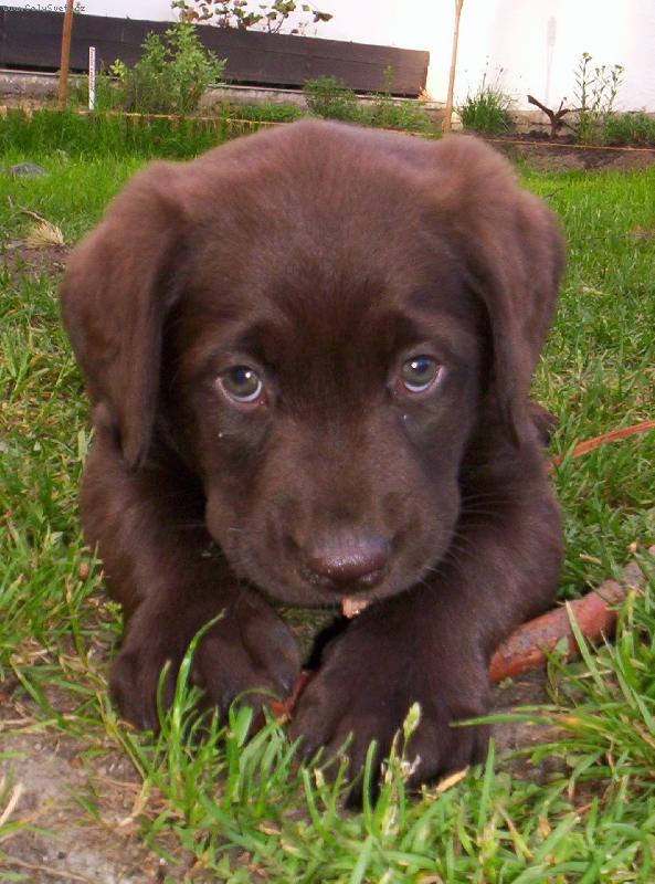 Foto: Dokážu se tvářit i jako neviňátko.:-)-Dokážu se tvářit i jako neviňátko.:-)