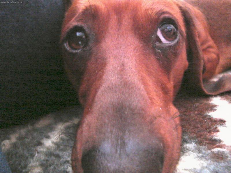 Foto: Náš Broček-neodolatelný psí kukuč...