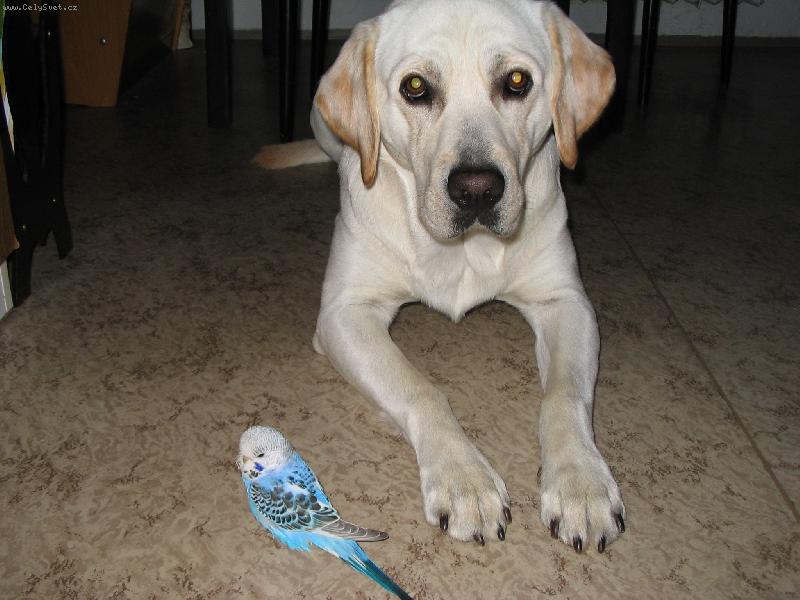 Foto: Samíček-Nerozluční kamarádi