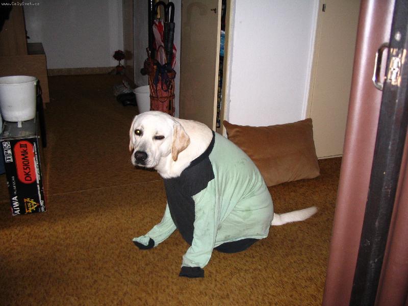 Foto: Samíček-Potřebuje někdo něco? Ne??? Tak proč mě budíte?!? Zdál se mi krásný sen o křupavé voňavé kosti.