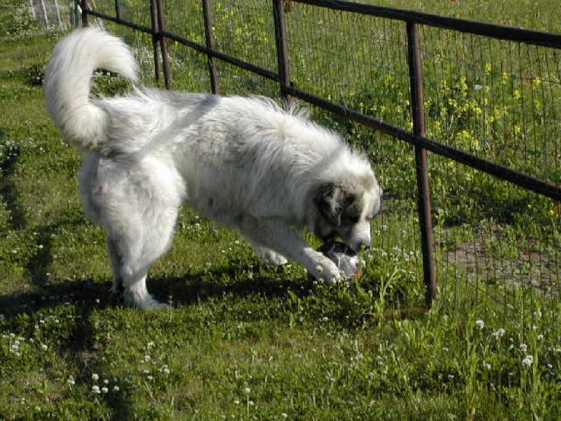 Foto: Edgar Mauntain Almanach-Chceš si zahrát fotbal???