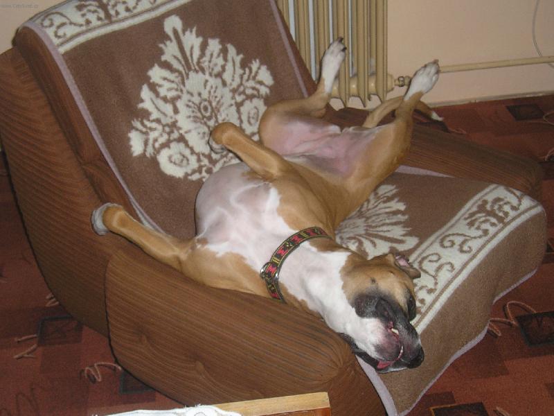 Foto: Siesta na gauči