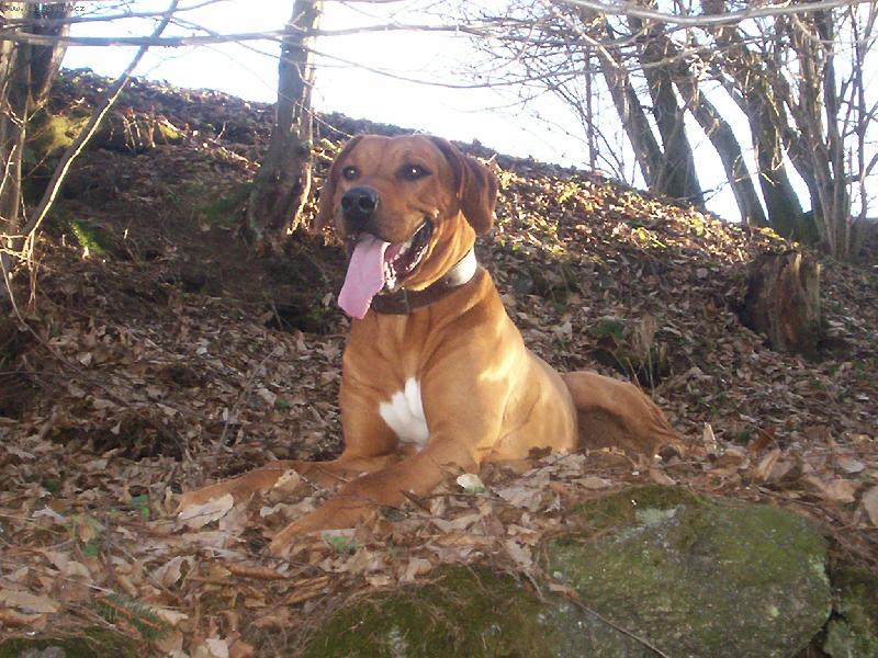 Foto: Sakriš,mám lízák až na vestě...:-)-Lexův odpočinek