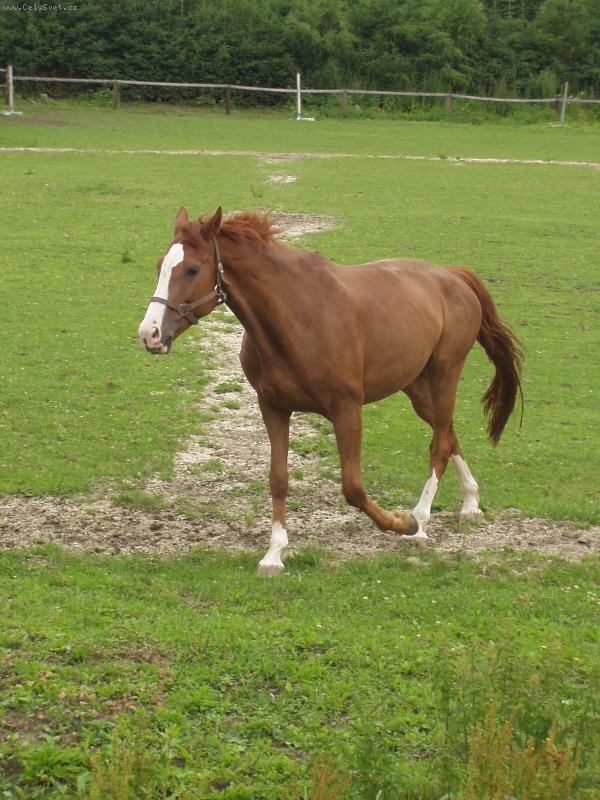 Foto: Kampak utíkáš?-všichni si pro maratonce běží...
