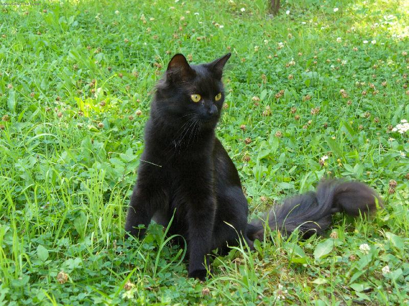 Foto: Mikšíček-Pst, !!!! Něco se tam hýbe.