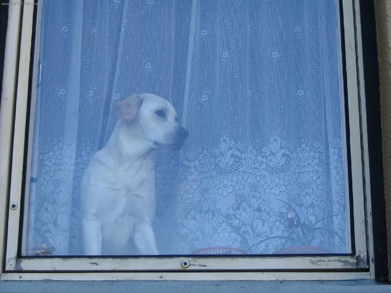 Foto: Samíček-Tak půjde někdo konečně domů???