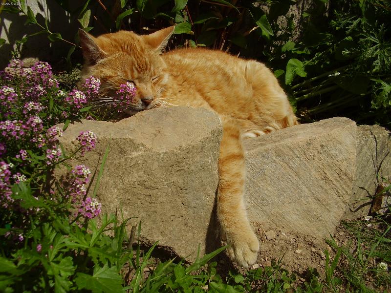 Foto: Odpolední siesta