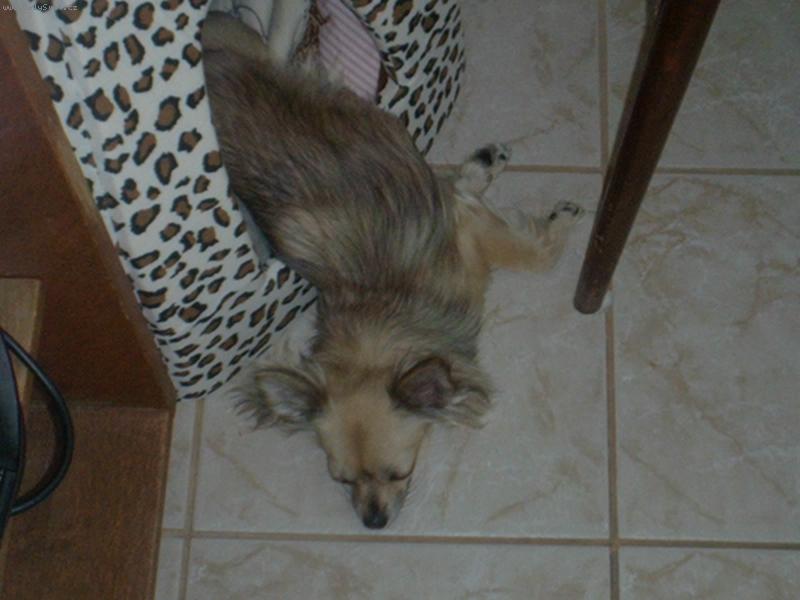 Foto: Naše malá čivava