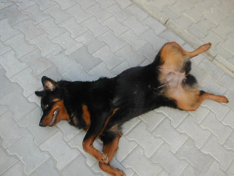 Foto: Sany-tak teď si trochu odpočinu a pak zase do práce...