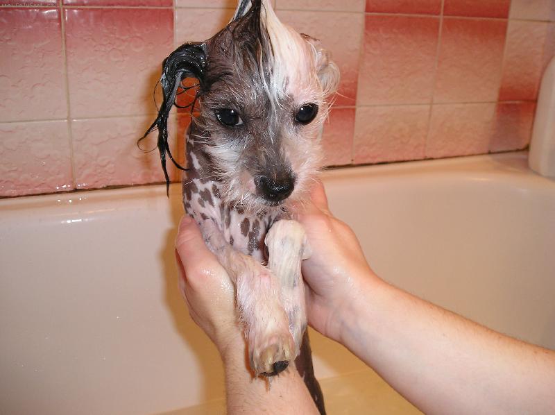 Foto: Ajkuška se koupe-Ajkinka koupání prostě miluje