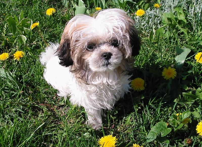 Foto: Sluším-Psík na procházce