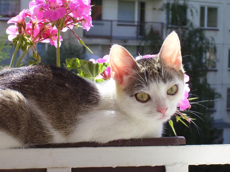 Foto: vodu-zalijete mně také, mám žízeň