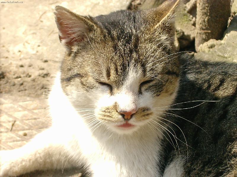 Foto: čičinka spínká