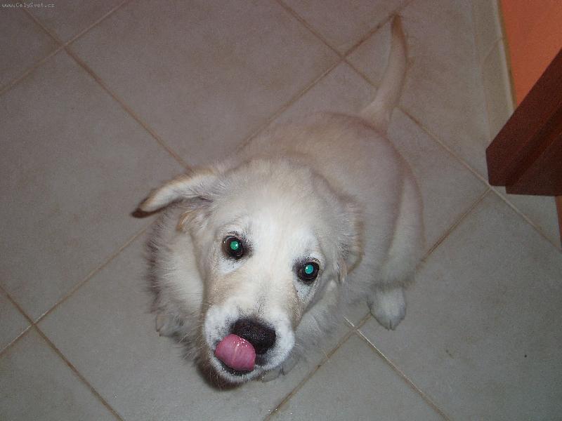 Foto: Ambra-dejte mi už najíst..