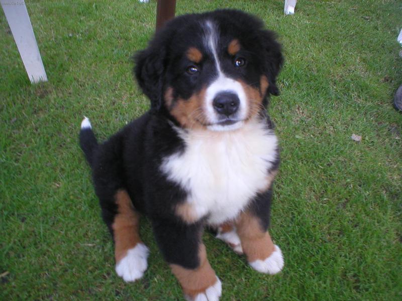 Foto: Jessie-moje štěňátko