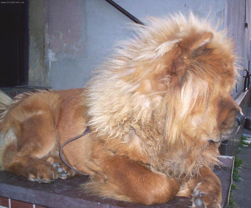 Foto: Sfinga-Psí výhled