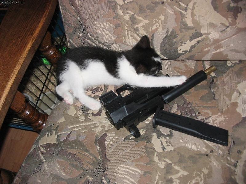 Foto: Hlídací kočka