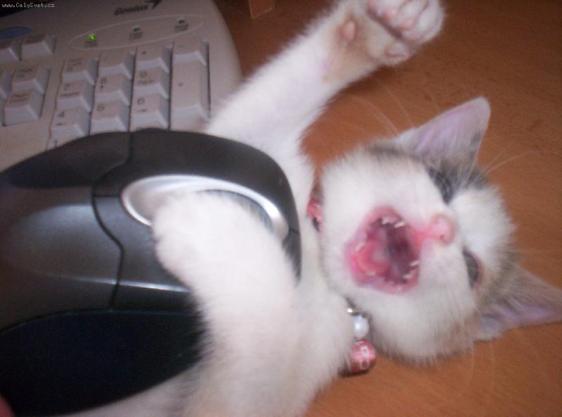 Foto: Tak jsem ji konečně chytla !!! To je má první myš !