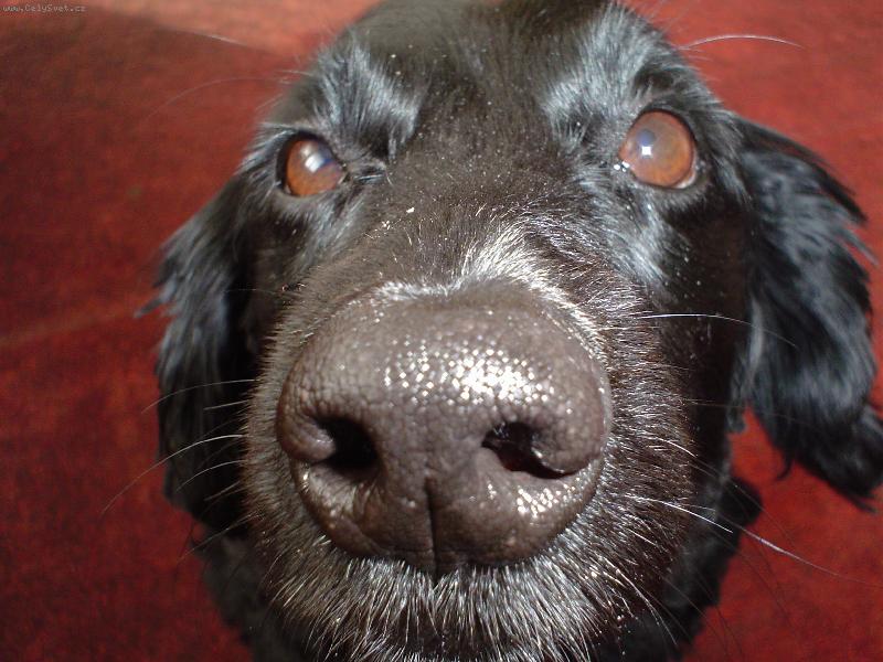 Foto: Ajka strká nos kam nemá-Strká nos kam nemá