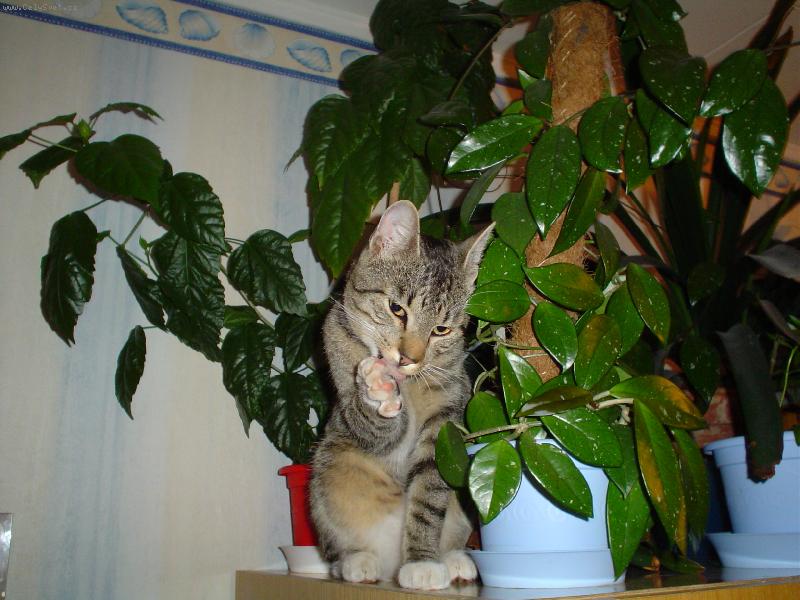 Foto: Mikeš na skříni-...vždy hledá neobvyklá místa