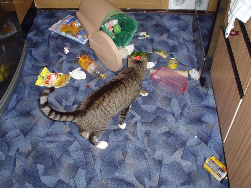 Foto: Popelář Mikeš-Když bývá sám doma, přehrabuje odpadky