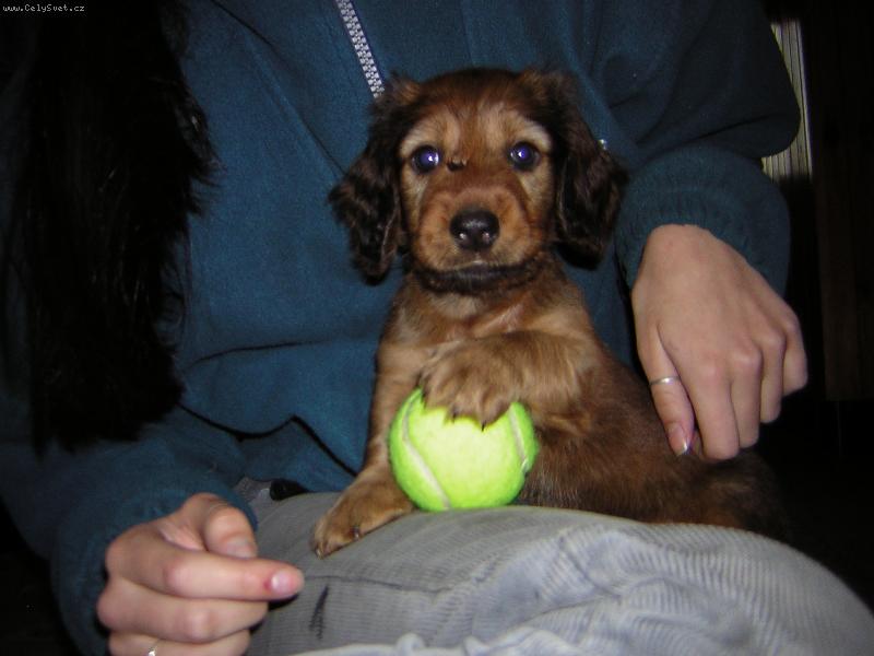 Foto:  Beniček-To je můj míček!!!