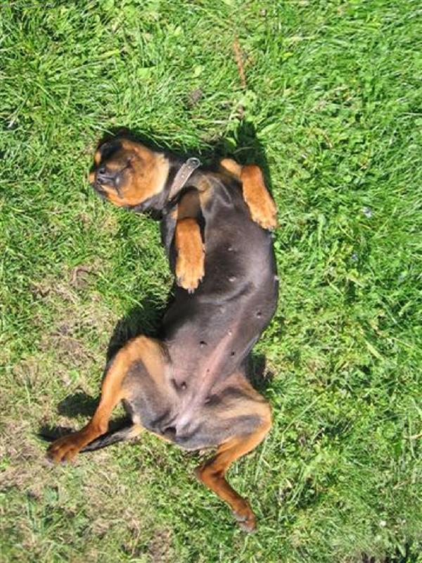 Foto: Hlídací fenka-,,To je pohodička !"