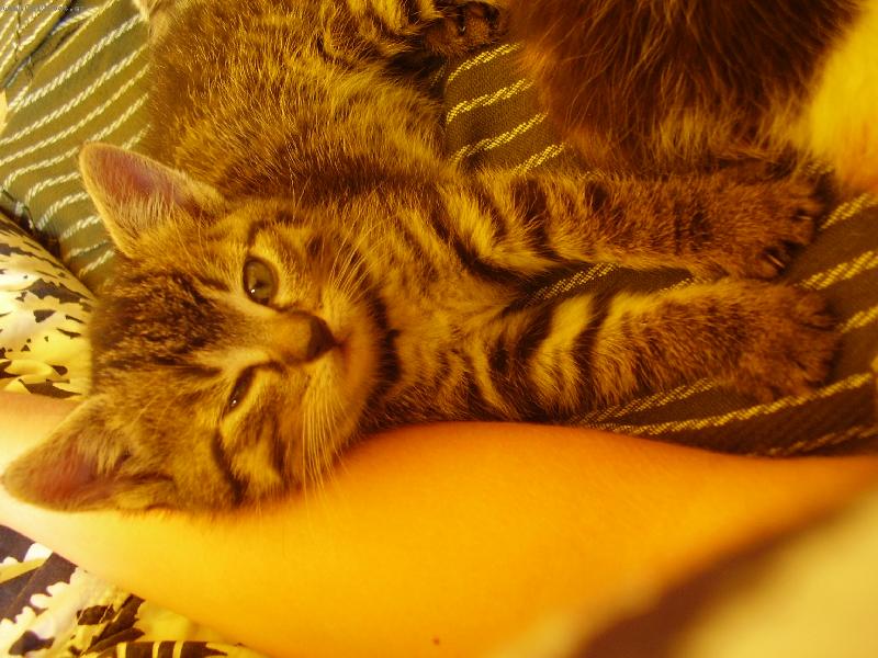 Foto: Koátko-kočičí malá slečna :-))