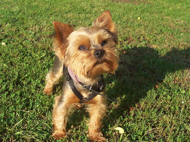 Foto: Máa na zahradě