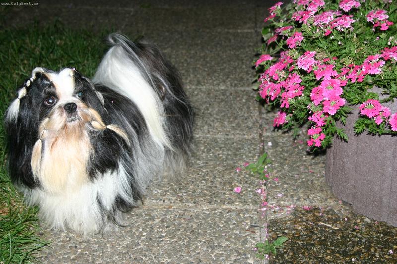 Foto: Goliath-Goliath na zahrade